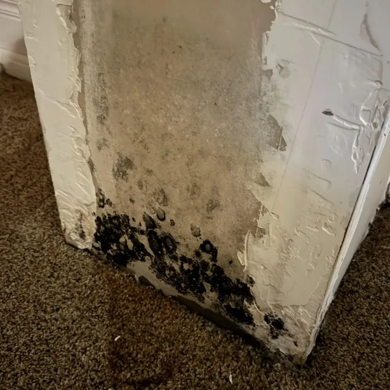 Professional Mold Removal in East Carbon City, UT
